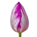 Eggplant white tulip flower isolated on a white background with clipping path. Close-up. Royalty Free Stock Photo