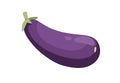 Eggplant, whole purple vegetable. Fresh raw aubergine, natural veggie fruit. Healthy organic food. Flat cartoon vector