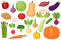 Set of fresh ripe vegetables, vector illustration