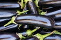 Eggplants Royalty Free Stock Photo