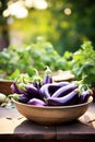 Eggplants in a bowl against the backdrop of the garden. Selective focus.