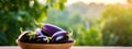 Eggplants in a bowl against the backdrop of the garden. Selective focus.