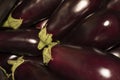 Eggplants