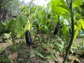 Eggplants growing on eggplants in an organic garden