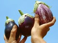 Eggplants in hands