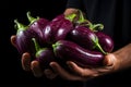 Eggplants. in the hands of an eggplant.. Farmer. Organic vegetables grown on the farm