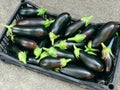 Eggplants harvest