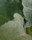 Eggplants leaf focus colour
