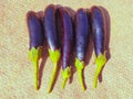 Eggplants long aubergine eggplant brinjal vegetable food berinjela berenjena baingan solanum melongena photo