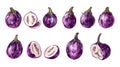 Eggplants on transparent background Royalty Free Stock Photo