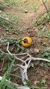 old yellow eggplant and fell from the tree