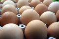 Eggs Royalty Free Stock Photo