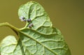 The eggs of Allancastria louristana butterfly on Aristolochia plant