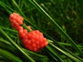 Eggs of apple snail Royalty Free Stock Photo