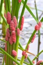 Eggs apple snail Royalty Free Stock Photo