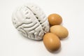 Eggs as food for the brain. The figure of the human brain and chicken eggs lie side by side on a white background, symbolizing hea