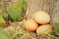 Eggs on a background of stone at the park Royalty Free Stock Photo