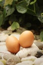 Eggs on a background of stone at the park Royalty Free Stock Photo