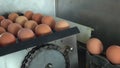 Egg in a farm