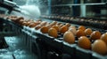 Eggs being washed on an automated conveyor belt in a factory Royalty Free Stock Photo