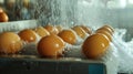Eggs Being Washed in a Water Spray Royalty Free Stock Photo