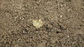 Eggs biggest slug Limax maximus cluster largest in soil under stone detail pile, white slightly yellow color great grey or leopard Royalty Free Stock Photo