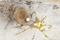 Eggs bird broken, it is falling out of nest with eggshell and yolk of eggs bird on the gray stone ground. Investment and