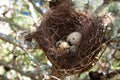 Eggs in a bird nest in nature tree Royalty Free Stock Photo