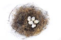 Eggs in bird nest Royalty Free Stock Photo
