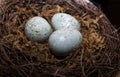 Eggs in Birds Nest in decorative white dish. Three Green Easter Eggs with rustic look