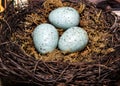 Eggs in Birds Nest in decorative white dish. Three Green Easter Eggs with rustic look