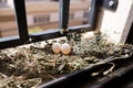 Eggs birds window metal Royalty Free Stock Photo
