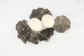 Eggs and black agaric Royalty Free Stock Photo