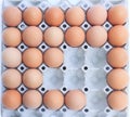 An eggs in block Royalty Free Stock Photo