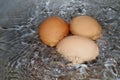 Eggs, Boiled egg in the pan, Raw Egg Reddish yellow in Hot water is boiling cooking Selective Focus Royalty Free Stock Photo