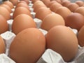 Eggs in Carton - Private Conversation Royalty Free Stock Photo