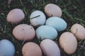 Eggs of chicken araucan Royalty Free Stock Photo