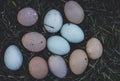 Eggs of chicken araucan Royalty Free Stock Photo