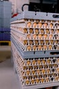 Eggs from chicken farm in the package that preserved in panel wholesale market Royalty Free Stock Photo