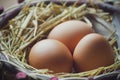 Eggs with chicken feathers in the ovary. Royalty Free Stock Photo
