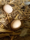 Eggs in a chicken nest organic agriculture concept