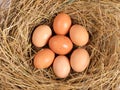 Eggs in a chicken nest top view