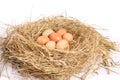 Eggs in a chicken nest on a white backgroundn