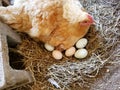 Eggs and chicken sitting on nest