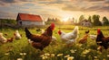 eggs chickens on a farm Royalty Free Stock Photo