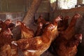 Eggs Chickens ,hens in Livestock cages industrial farm