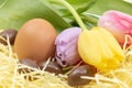 Eggs in chocolate, chicken egg and colorful tulips for Easter and arrival of spring Royalty Free Stock Photo