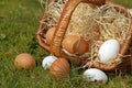 Eggs close-up from overturned basket in the moss Royalty Free Stock Photo