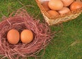 Eggs collected in a basket and chicken laying on the grass Royalty Free Stock Photo
