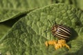 Eggs and Colorado potato beetle eats potato , Leptinotarsa decemlineata